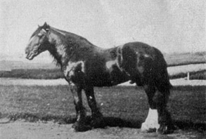 A black and white photo of a large Clydesdale stallion in a field.